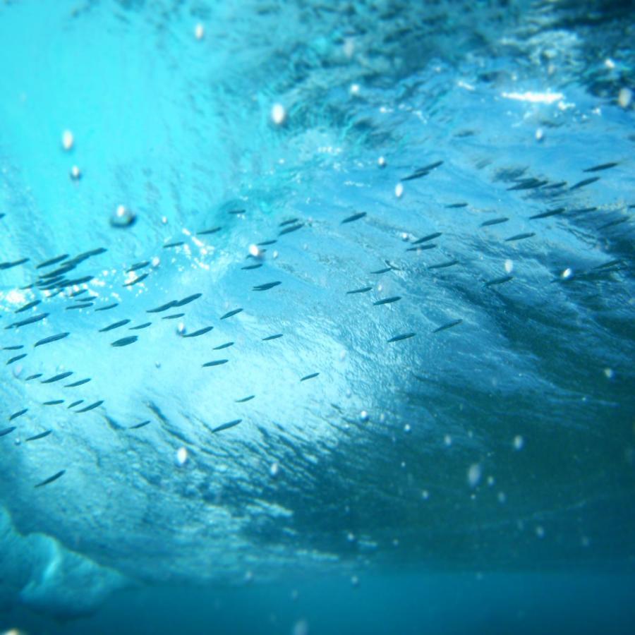 Boa Hill Surf House Ξενοδοχείο Nembrala Εξωτερικό φωτογραφία